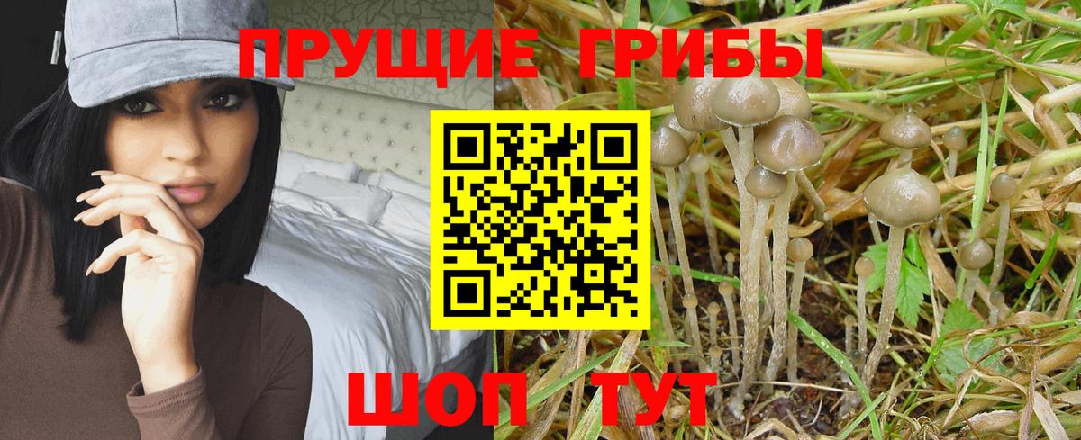 Галлюциногенные грибы мицелий  Вход с VPN  Сердобск  Галлюциногенные грибы Psilocybe 